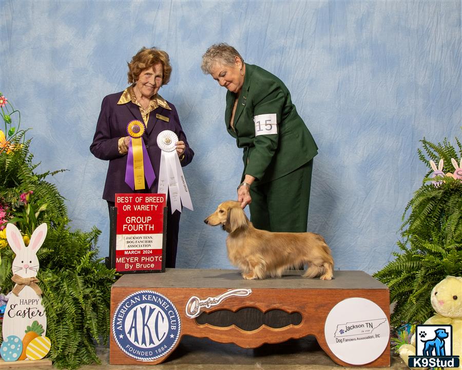 Find Dachshund Stud Services Miniature Dachshund Stud Fees